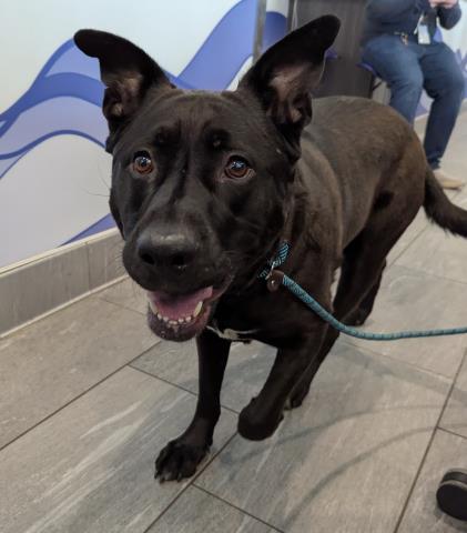 Noveey Rose - Female - Labrador Retriever-Mix