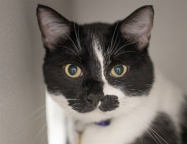 Milo - Male - Domestic SH