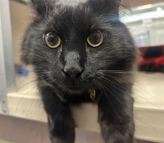 Shadow - Male - Domestic LH
