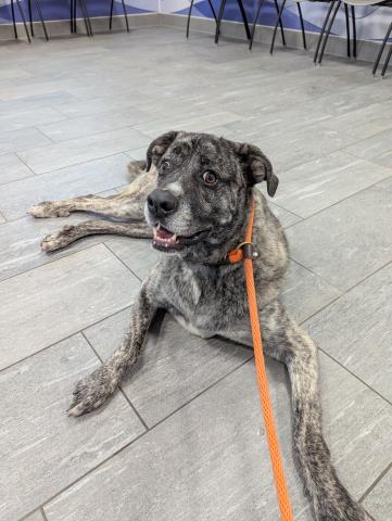 Thumper - Male - Mastiff-Mix