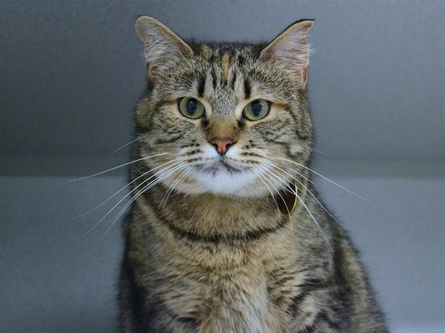 Emerald - Female - Domestic SH