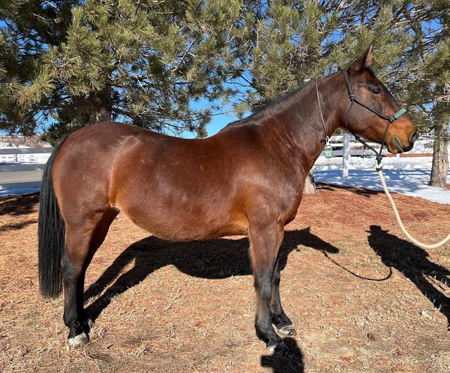 Crown - Female - Quarter Horse