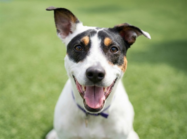 Banjo - Male - Border Collie-Mix