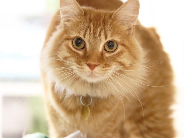 Phoenix - Male - Domestic MH-Mix