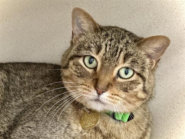 Cleo - Female - Domestic SH