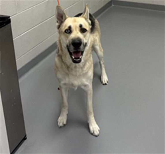 Denali - Male - German Shepherd-Siberian Husky