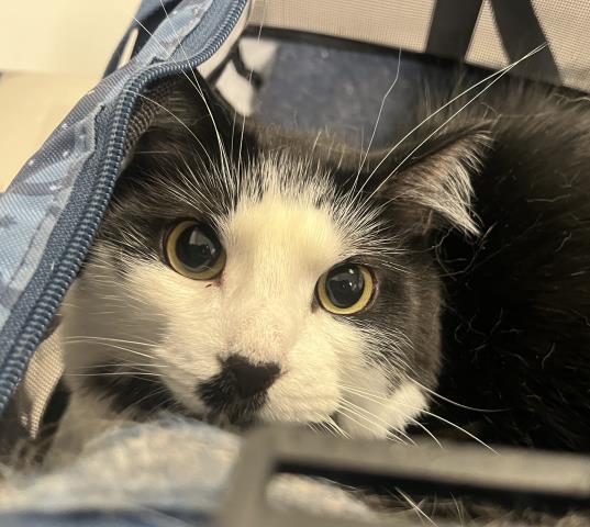 Pierson - Male - Domestic LH