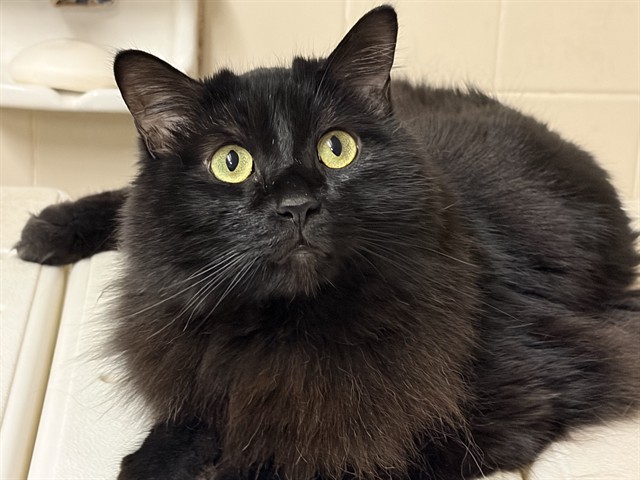 Wyman - Male - Domestic LH