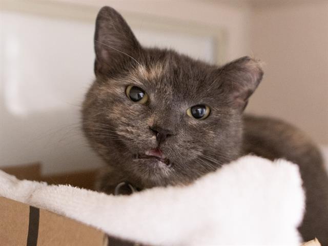 Teechee - Female - Domestic SH