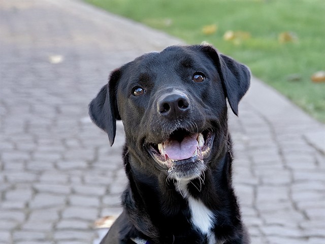 Jax - Male - Labrador Retriever-Great Pyrenees