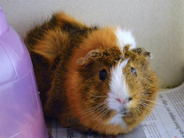 Carlos - Male - Guinea Pig