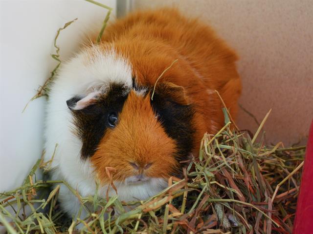 Buffy - Female - Guinea Pig