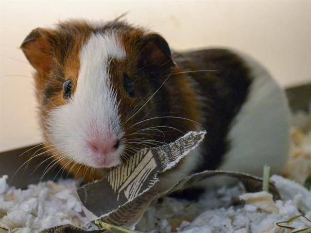 Cookie - Female - Guinea Pig