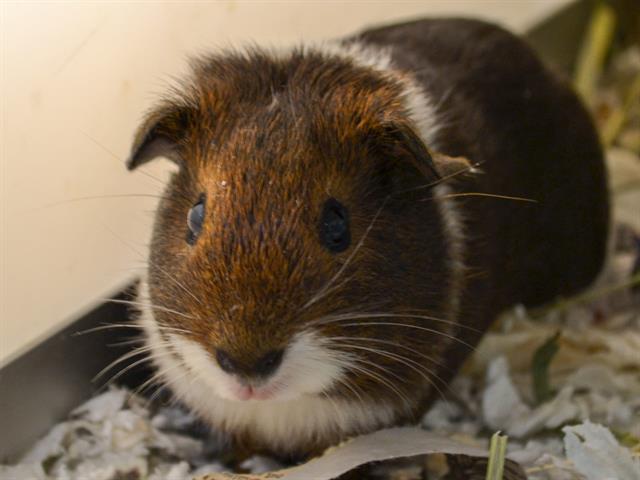 Mocha - Female - Guinea Pig