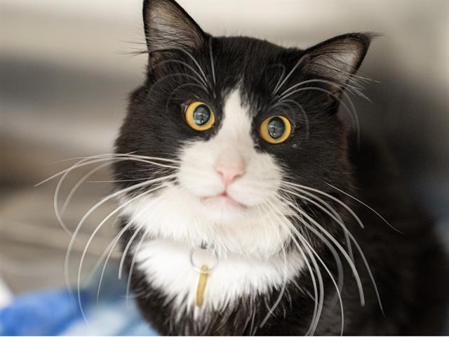 Oreo - Male - Domestic MH