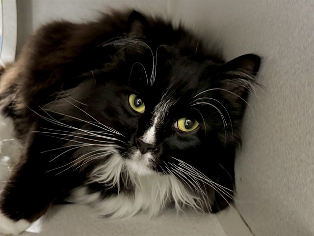 Hammy - Male - Domestic LH