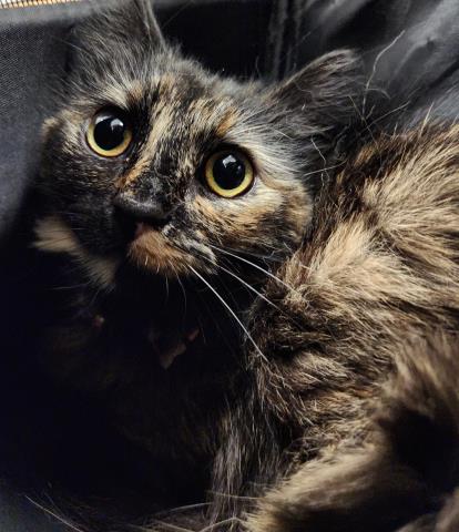 Rava - Female - Domestic SH