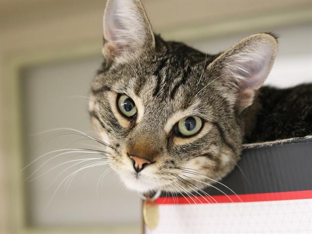 Vinnie - Male - Domestic SH