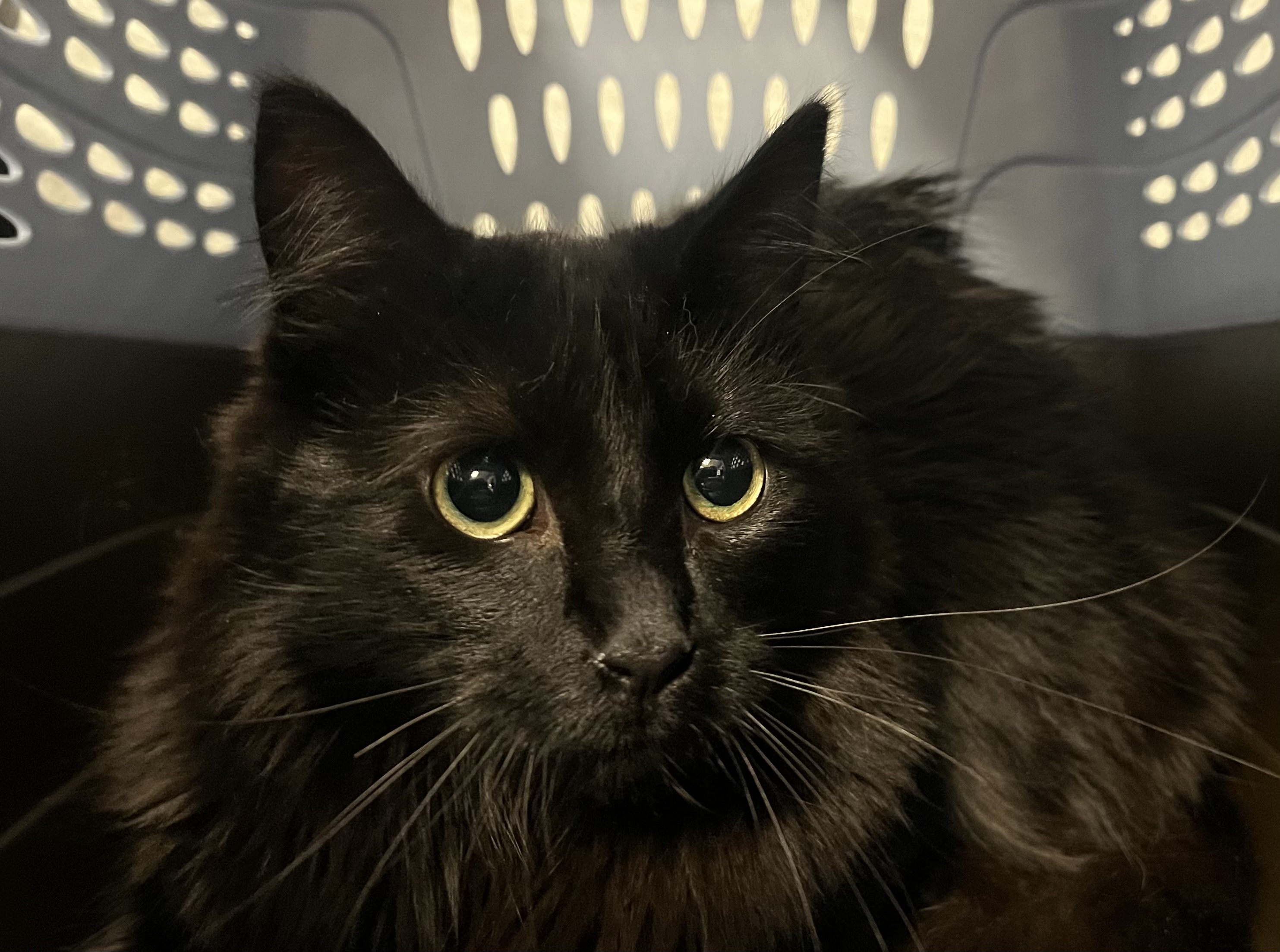 Jasper - Male - Domestic MH
