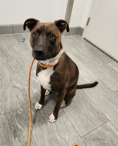 Aldo - Male - Labrador Retriever-Pit Bull