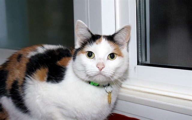 Anneliese - Female - Domestic SH