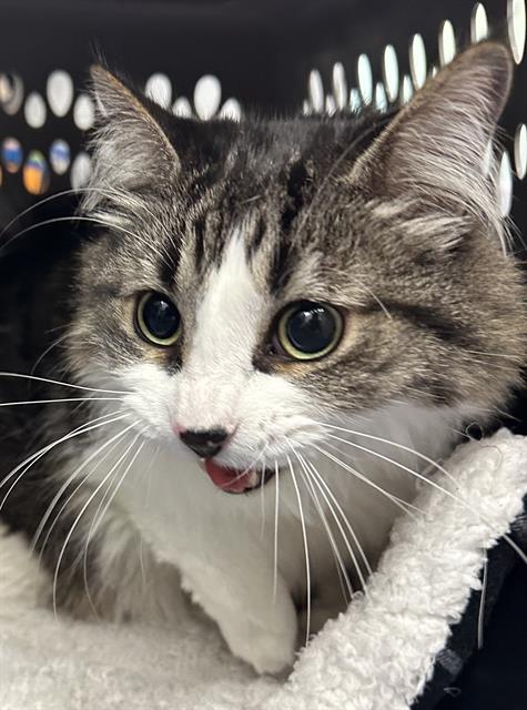 Domino - Male - Maine Coon-Mix