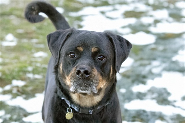 Silvia - Female - Rottweiler