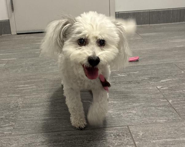 Smokey - Male - Miniature Poodle