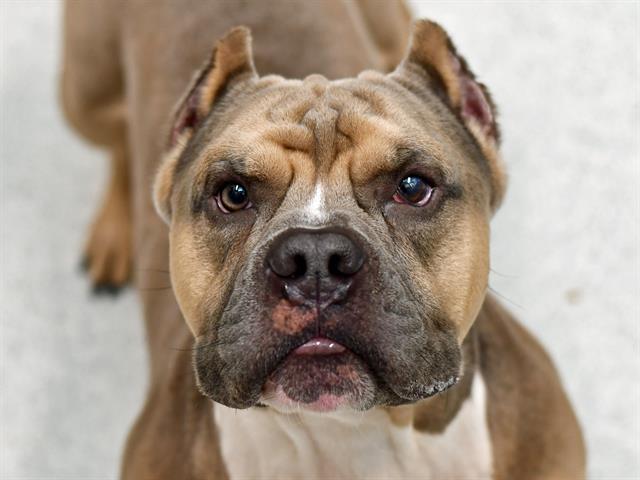 Gus - Male - English Bulldog-Mix