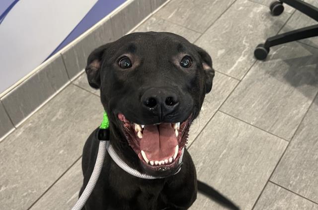 Viktor - Male - Labrador Retriever-Boxer