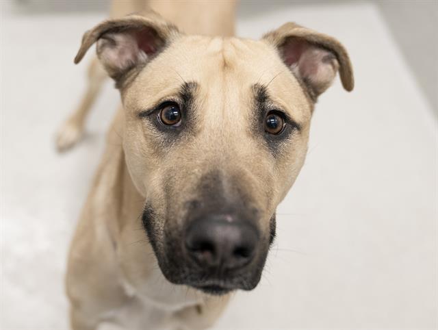 Marley - Male - Nonspecific