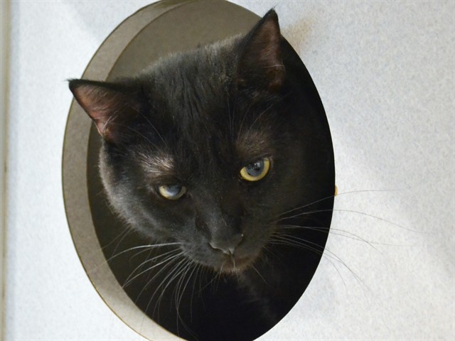 Merida - Female - Domestic SH