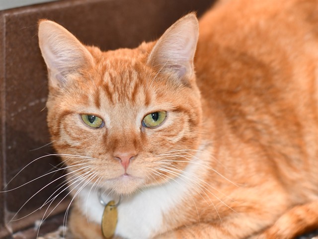 Pumpkin - Female - Domestic SH