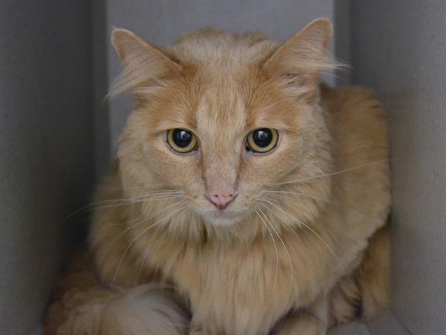 Reggie - Male - Domestic LH