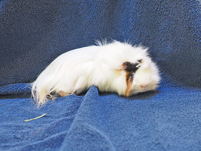 Spot - Male - Guinea Pig