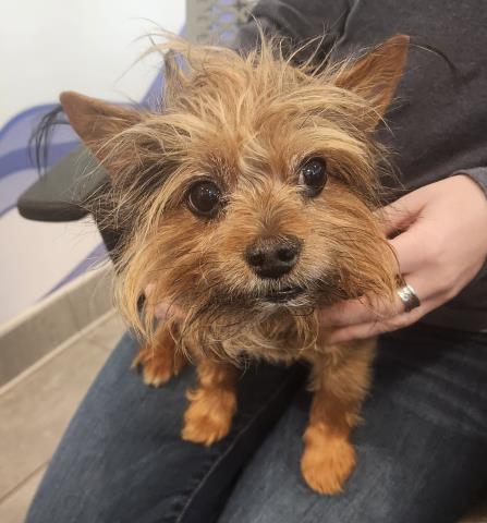 Simba - Male - Yorkshire Terrier