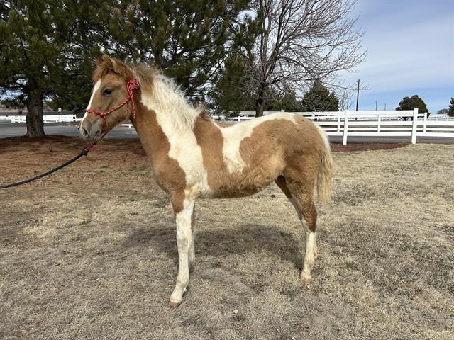 Bruschetta - Female - Pinto