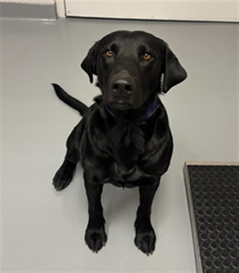 Gunner - Male - Labrador Retriever