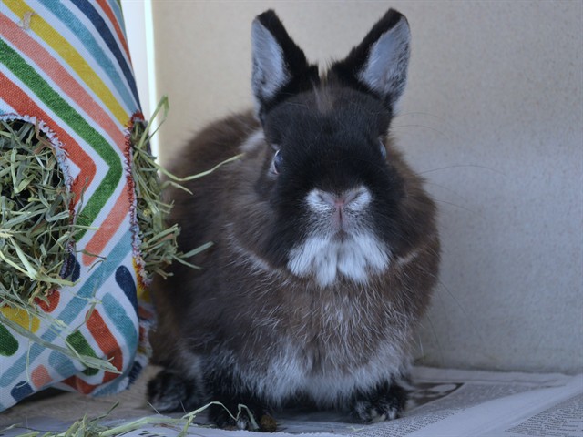 Jude - Male - Netherland Dwarf