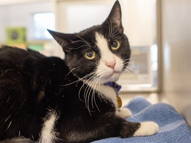 Bastian - Male - Domestic SH
