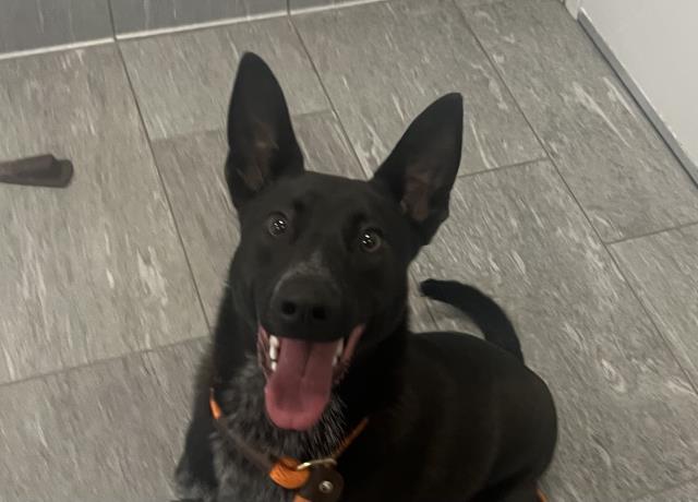 Ollie - Male - Border Collie