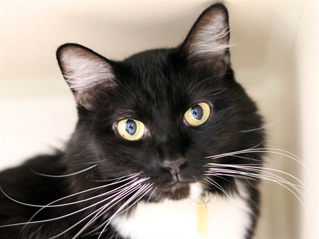 Remi Star - Female - Domestic SH