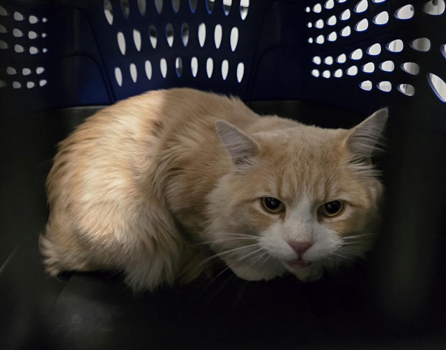 Kitty - Male - Domestic MH