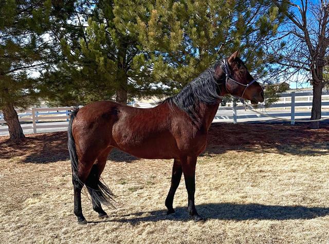 Maverick - Male - Quarter Horse