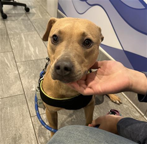 Sahara - Female - Pit Bull