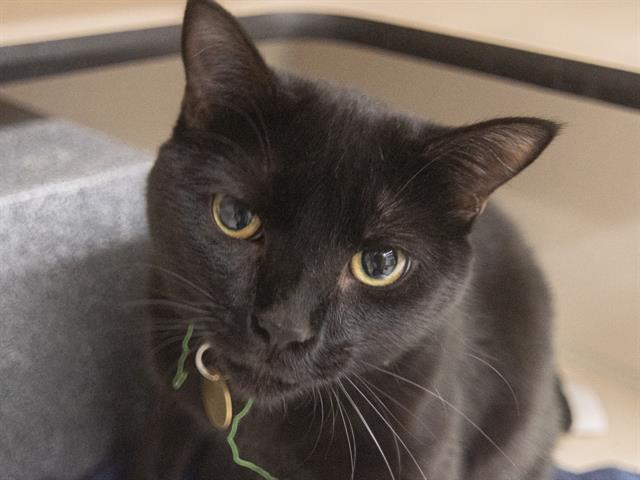 Smokey - Female - Domestic SH