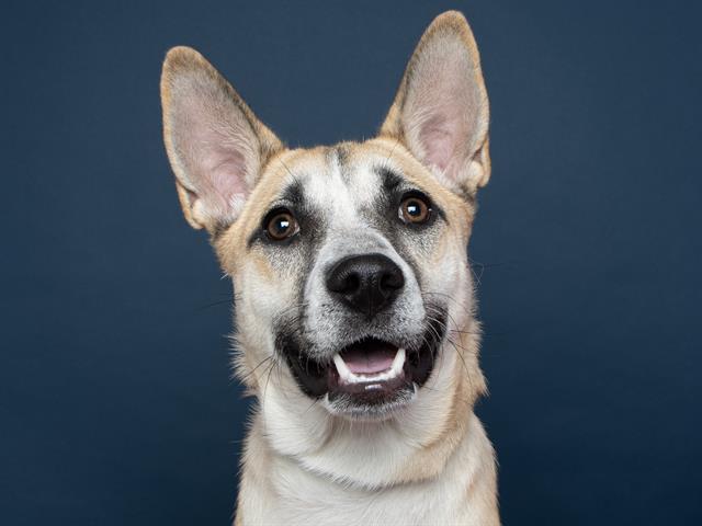 Maddie - Female - Nonspecific