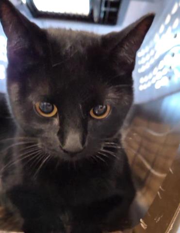 Midnight - Female - Domestic SH
