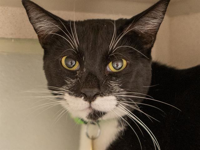 Hailey - Female - Domestic MH