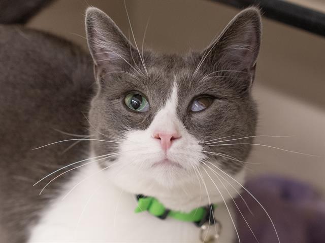 Luna - Female - Domestic SH